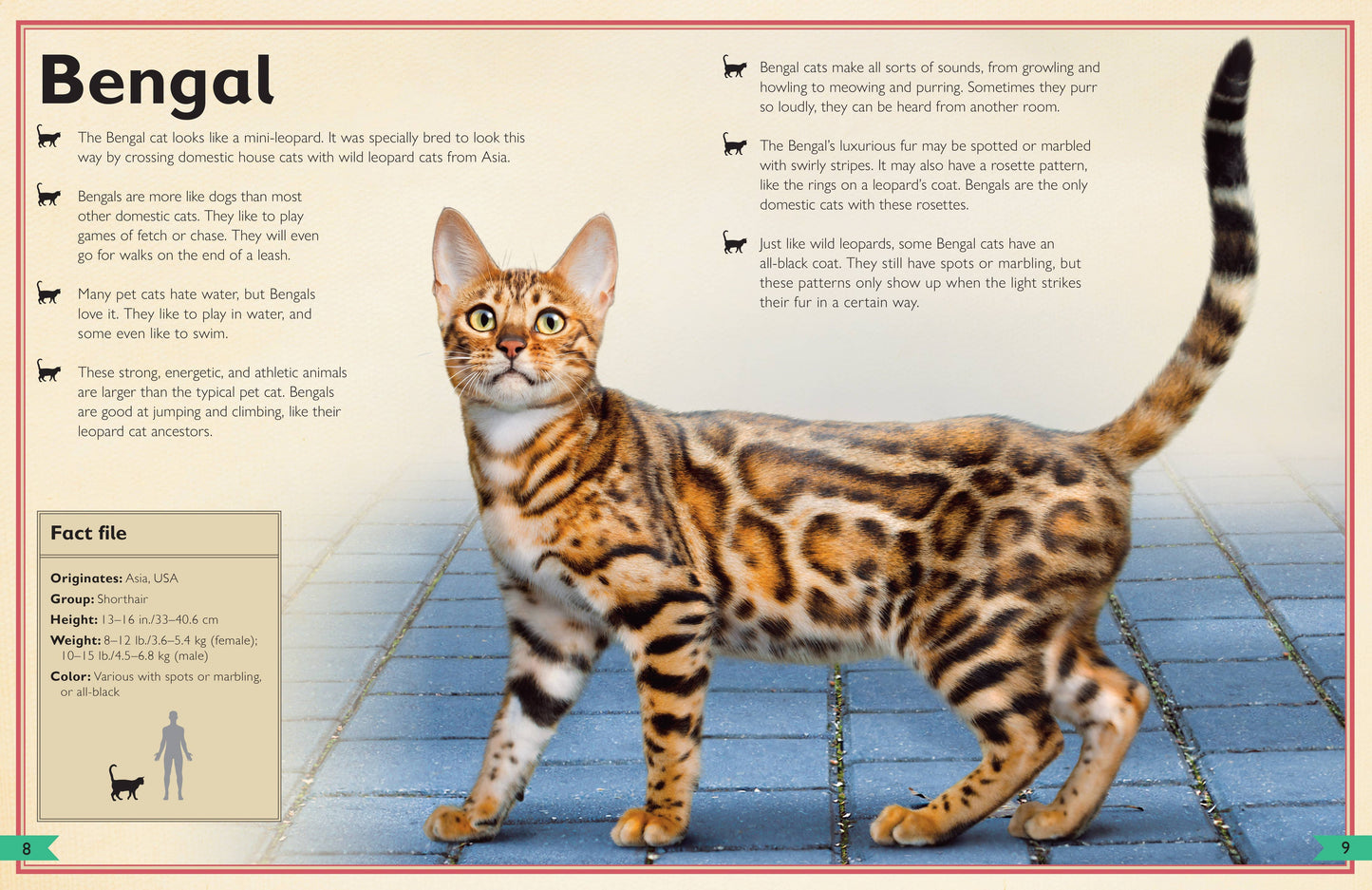 Insight Editions - The Magnificent Book of Cats