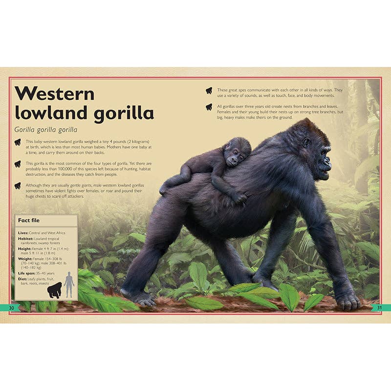 Insight Editions - The Magnificent Book of Monkeys and Apes