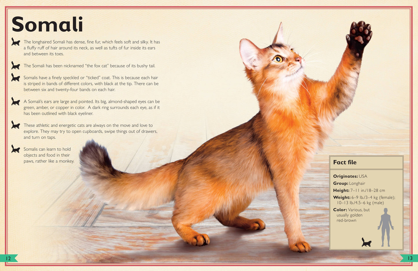 Insight Editions - The Magnificent Book of Cats