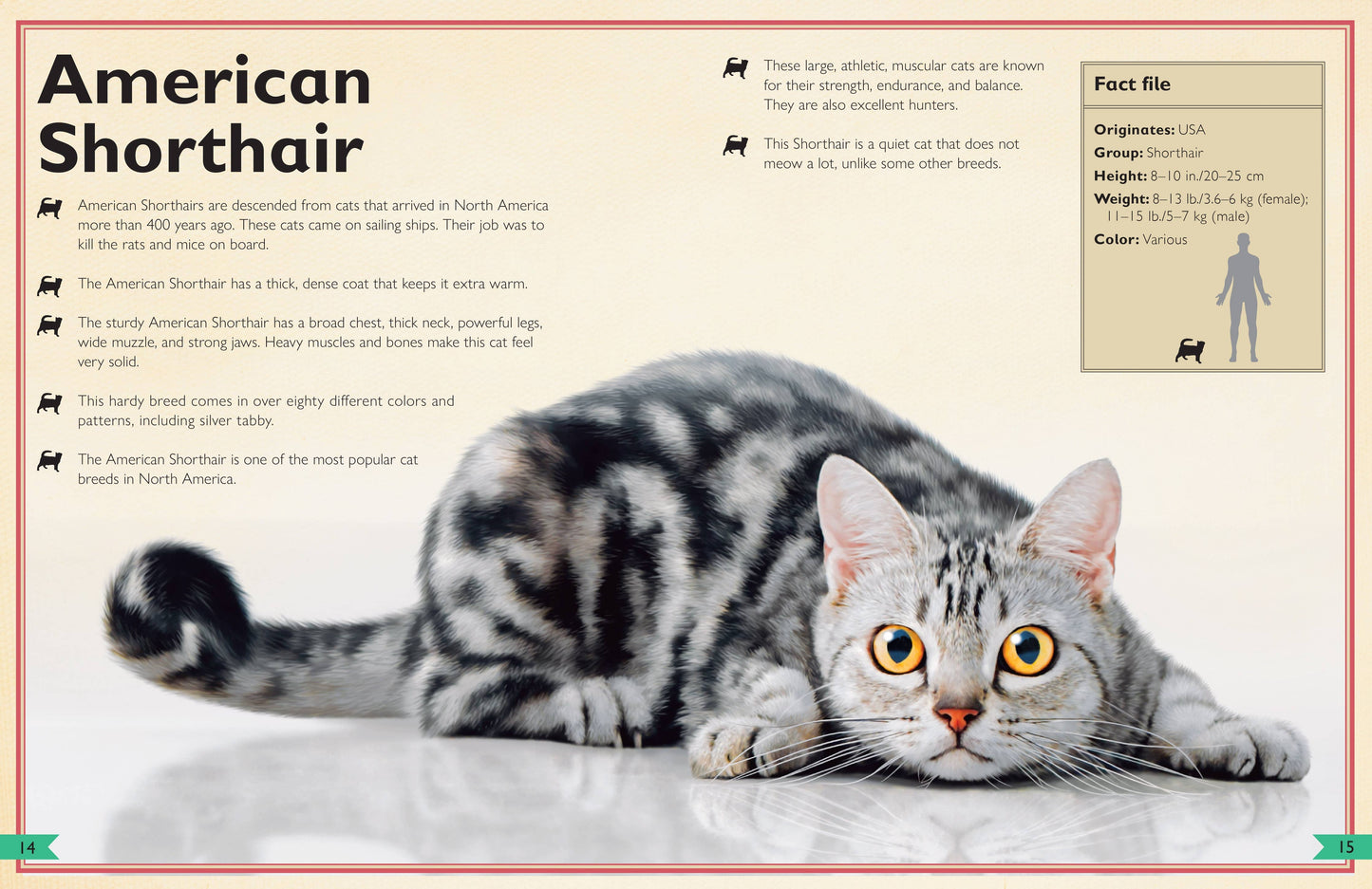 Insight Editions - The Magnificent Book of Cats