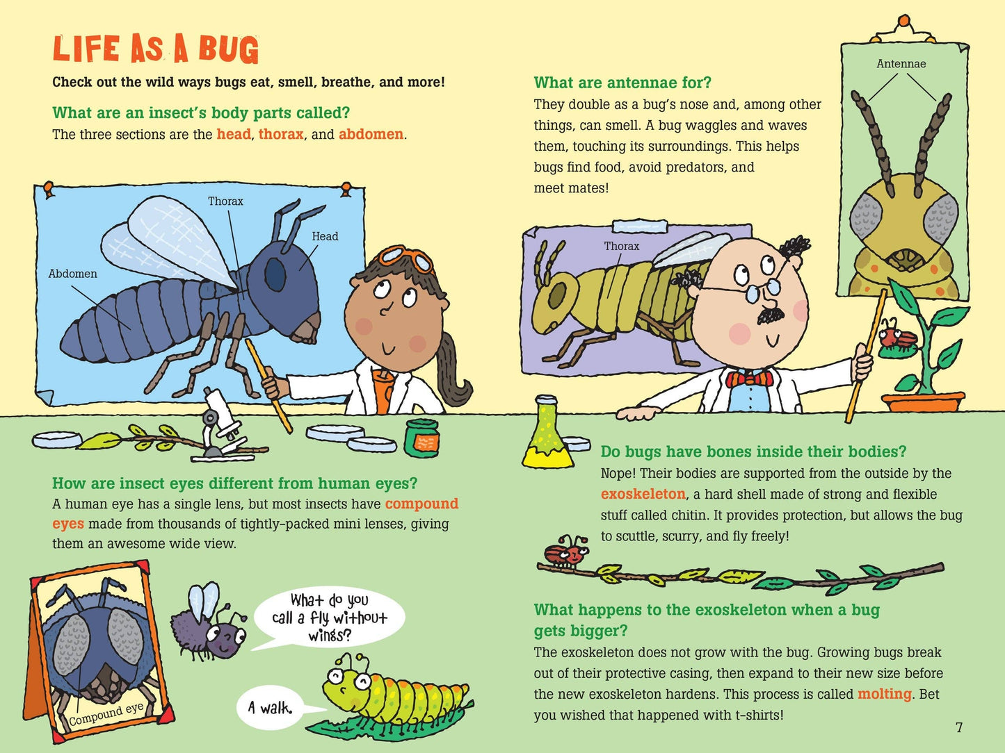 Peter Pauper Press - 100 Questions about Bugs