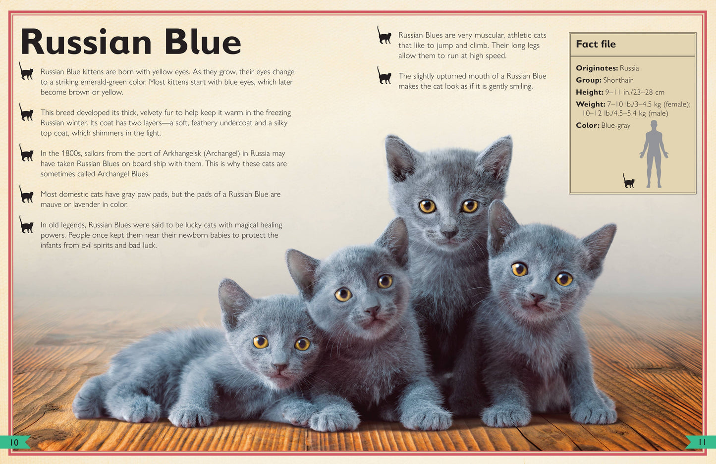 Insight Editions - The Magnificent Book of Cats
