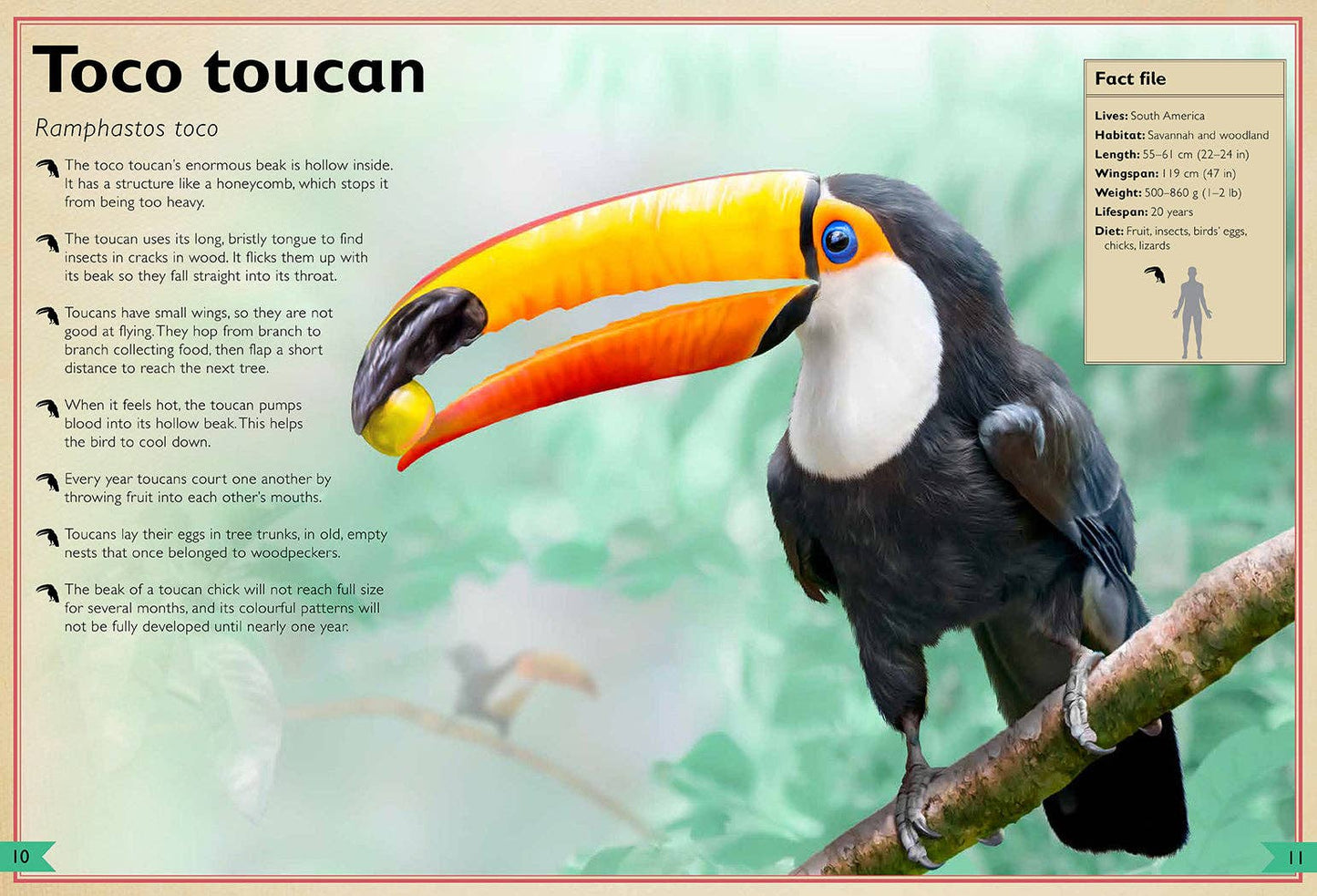 Insight Editions - The Magnificent Book of Birds
