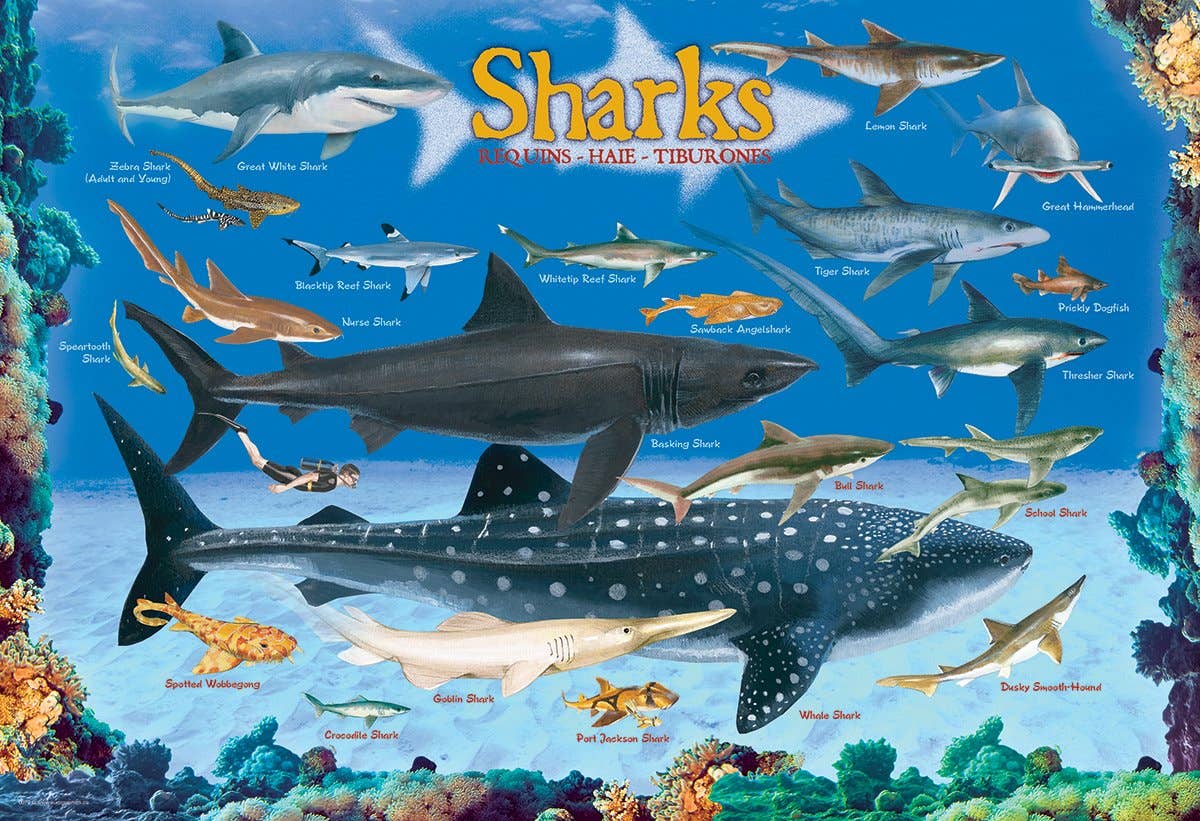 Eurographics Puzzles Canada - Sharks - Premium Quality