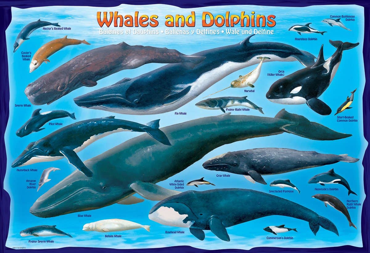 Eurographics Puzzles Canada - Whales and Dolphins - Premium Quality